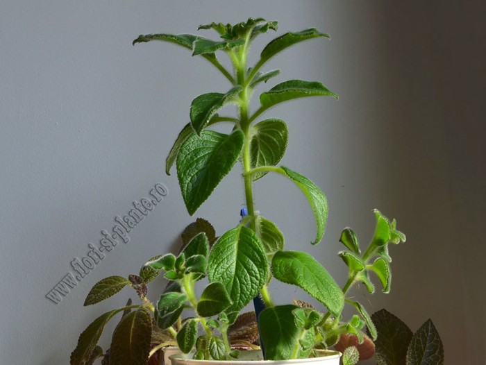 Kohleria Yfs Mikael; 2012
