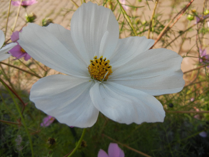 Cosmos bipinnatus White (2012, Oct.23) - Garden Cosmos White