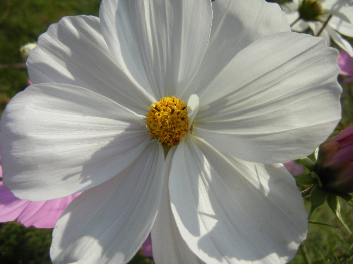 Cosmos bipinnatus White (2012, Oct.23) - Garden Cosmos White