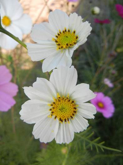 Cosmos bipinnatus White (2012, Oct.23) - Garden Cosmos White