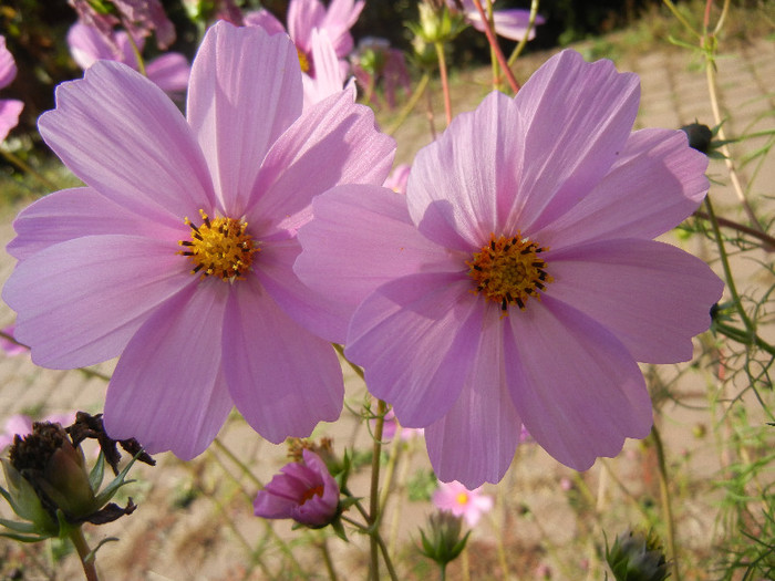 Cosmos bipinnatus Pink (2012, Oct.23)