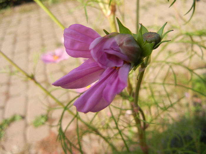 Cosmos bipinnatus Pink (2012, Oct.23) - Garden Cosmos Pink