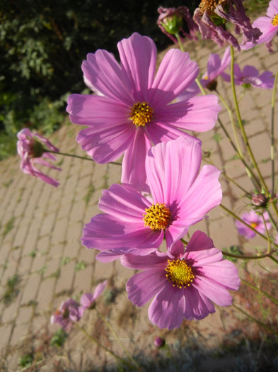 Cosmos bipinnatus Pink (2012, Oct.23) - Garden Cosmos Pink