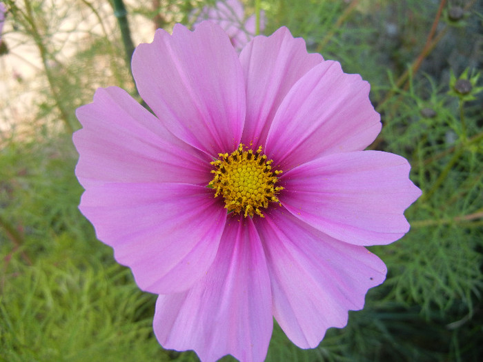 Cosmos bipinnatus Pink (2012, Oct.23) - Garden Cosmos Pink