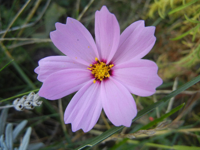 Cosmos bipinnatus Pink (2012, Oct.23)