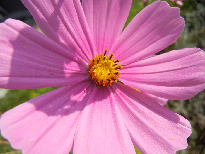 Cosmos bipinnatus Pink (2012, Oct.23)