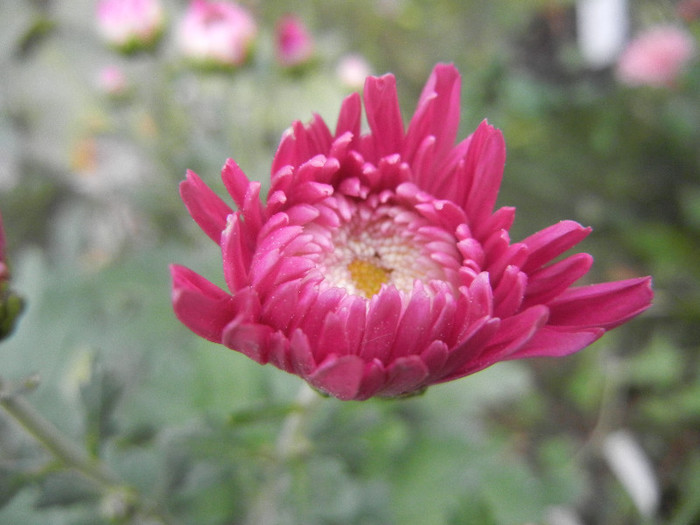 Pink Chrysanthemum (2012, Oct.21)
