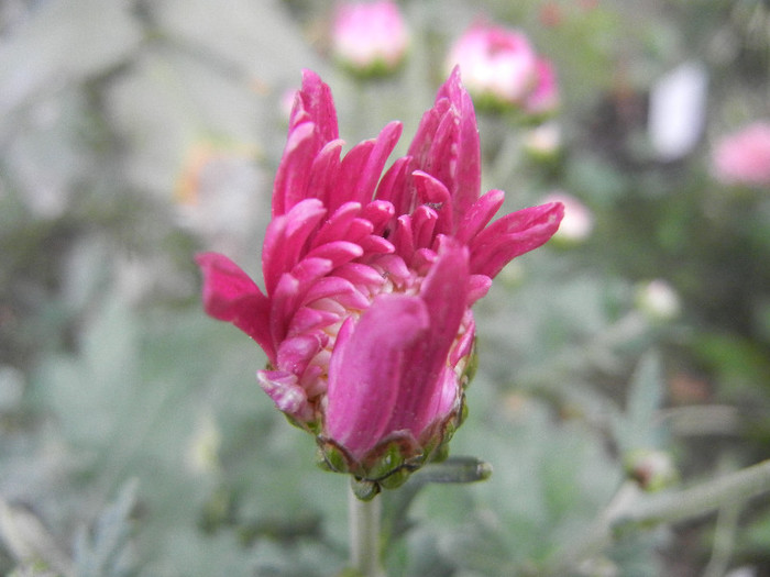 Pink Chrysanthemum (2012, Oct.21)