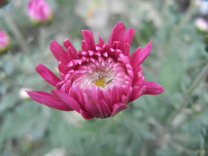 Pink Chrysanthemum (2012, Oct.21)