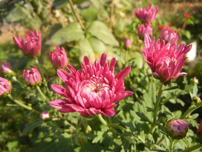 Pink Chrysanthemum (2012, Oct.23)