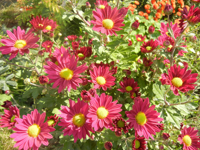 Purple & Yellow Chrysanth (2012, Oct.23)