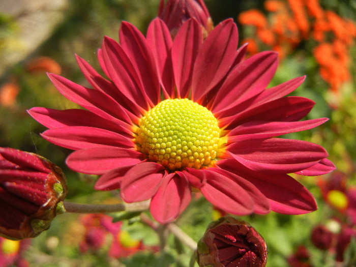 Purple & Yellow Chrysanth (2012, Oct.23)