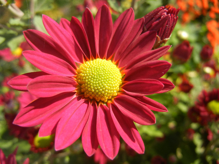 Purple & Yellow Chrysanth (2012, Oct.23)
