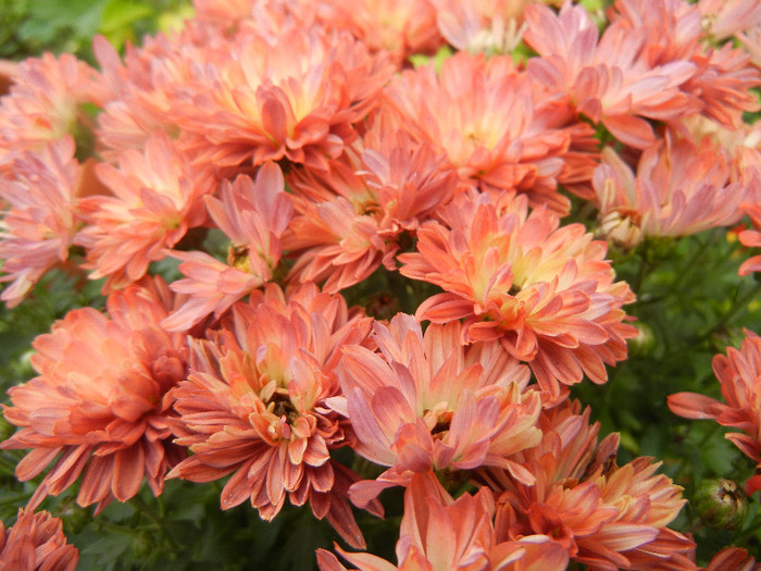 Orange Chrysanthemum (2012, Oct.21)