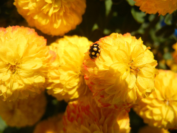 Yellow Chrysanthemum (2012, Oct.23) - Yellow Chrysanthemum