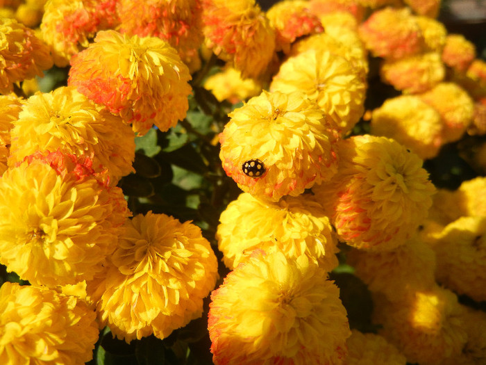 Yellow Chrysanthemum (2012, Oct.23) - Yellow Chrysanthemum