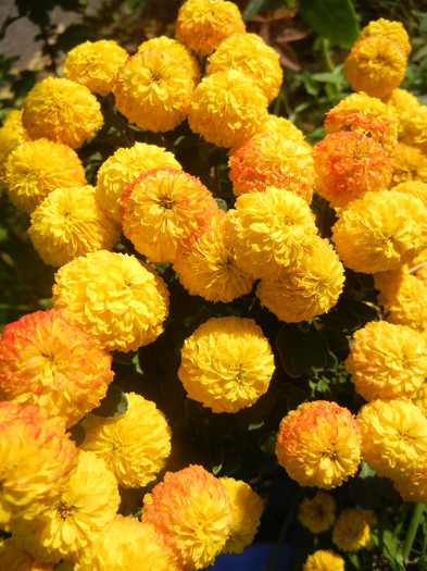 Yellow Chrysanthemum (2012, Oct.23) - Yellow Chrysanthemum
