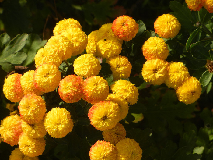Yellow Chrysanthemum (2012, Oct.23) - Yellow Chrysanthemum