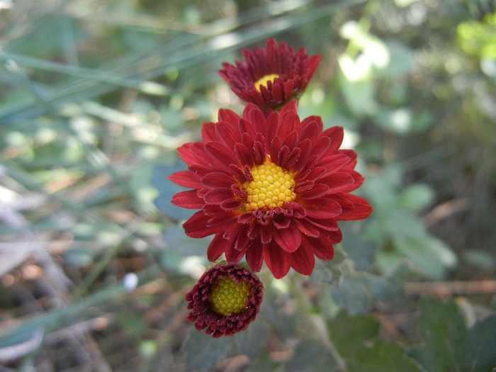 Red & Yellow Chrysanth (2012, Oct.23)