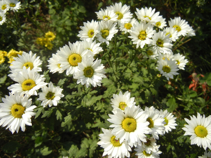 Chrysanth Picomini White (2012, Oct.23) - Chrysanth Picomini White