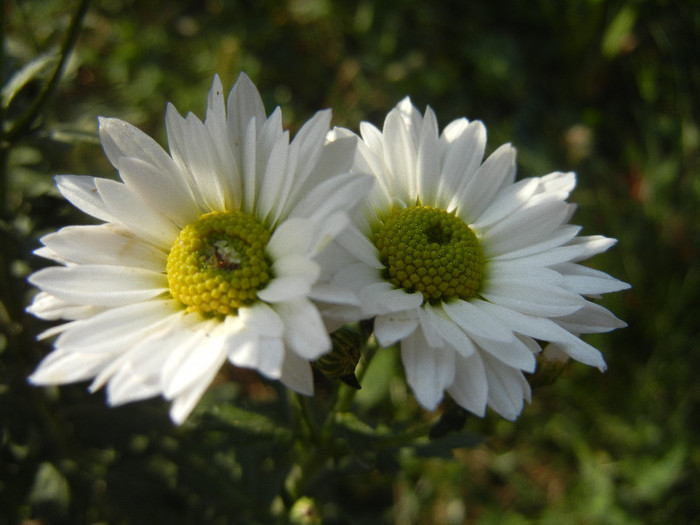 Chrysanth Picomini White (2012, Oct.23)