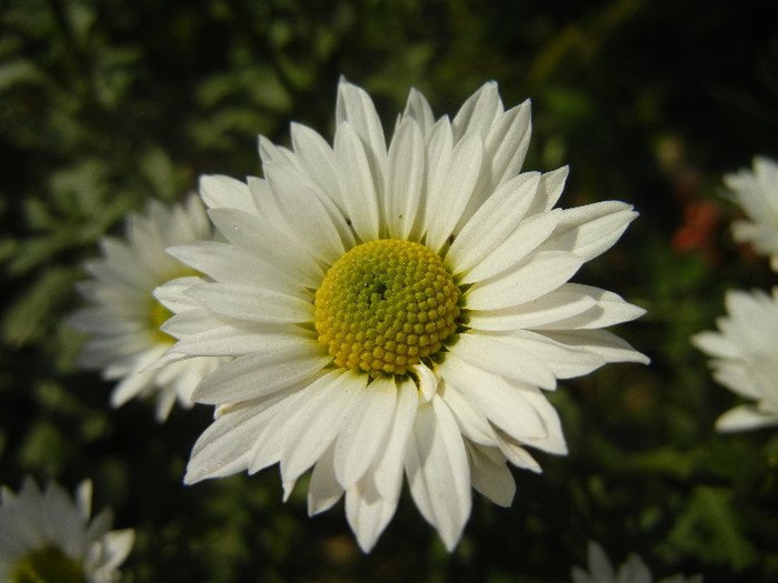 Chrysanth Picomini White (2012, Oct.23) - Chrysanth Picomini White