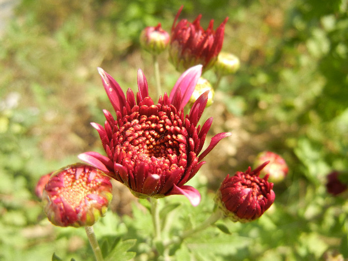 Purple Chrysanthemum (2012, Oct.23)