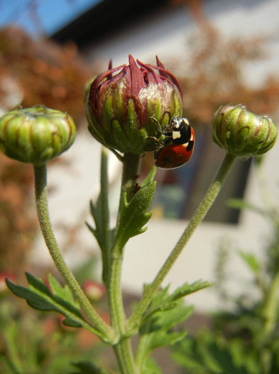 Ladybug on Chrysanth (2012, Oct.23) - Ladybug Red