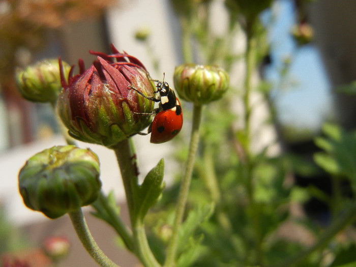 Ladybug on Chrysanth (2012, Oct.23) - Ladybug Red