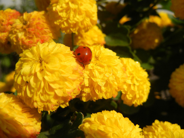 Ladybug on Chrysanth (2012, Oct.23) - Ladybug Red