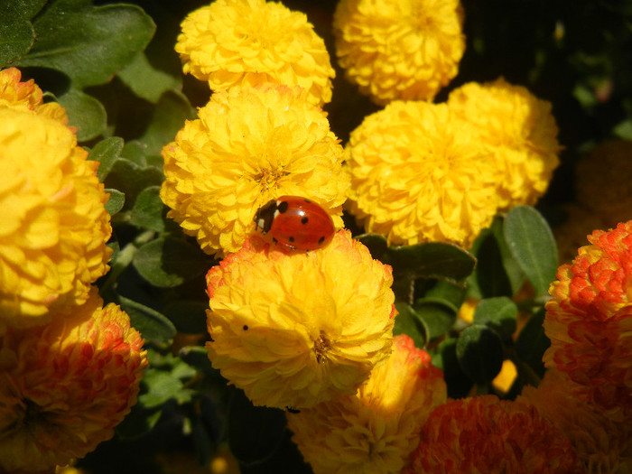 Ladybug on Chrysanth (2012, Oct.23) - Ladybug Red