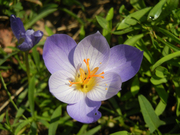 Crocus speciosus (2012, October 23)