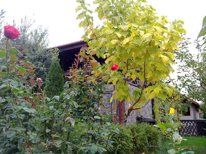 Catalpa ingalbenita - TOAMNA 2012