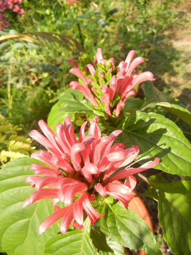 Justitia carnea (2012, October 23) - Justicia carnea