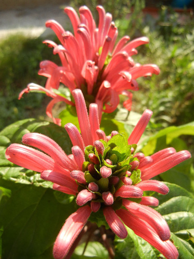 Justitia carnea (2012, October 23) - Justicia carnea