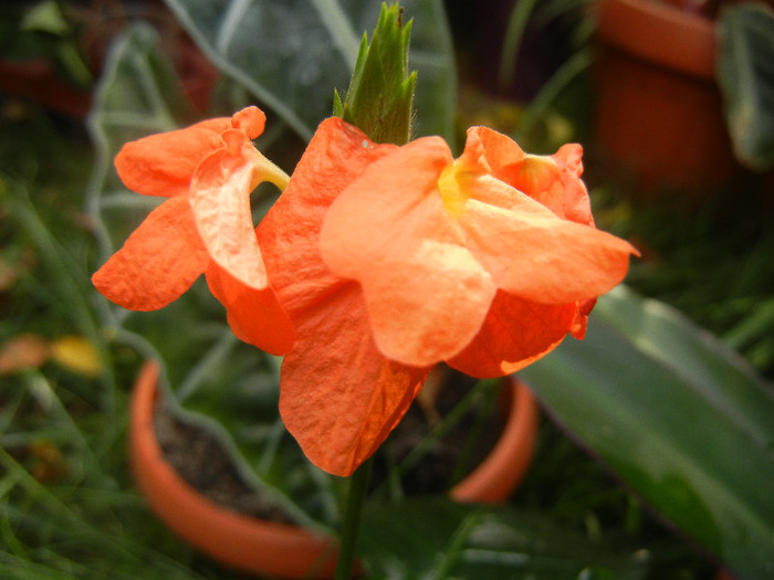 Crossandra fortuna (2012, Oct.21)