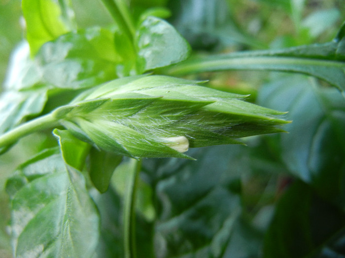 Crossandra fortuna (2012, Oct.23)