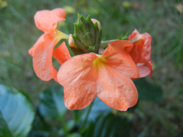 Crossandra fortuna (2012, Oct.23) - Crossandra fortuna