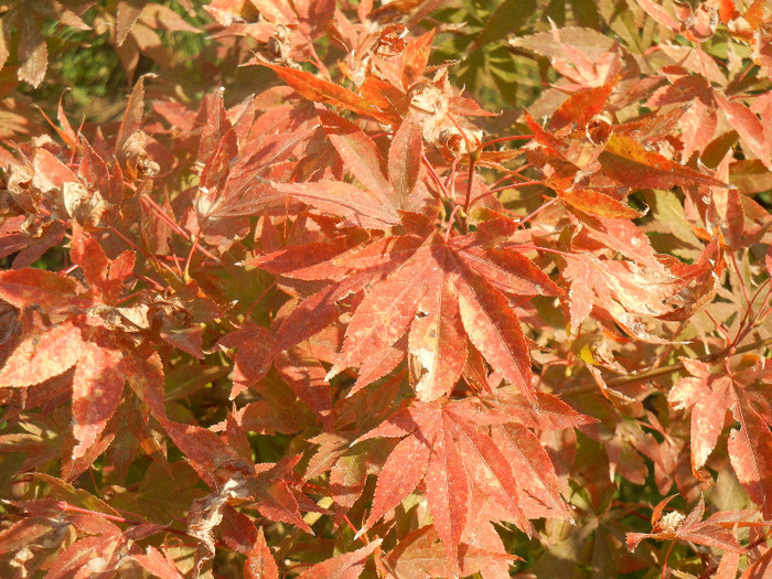 Acer palmatum Bloodgood (2012, Oct.23)