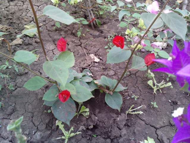 P221012_11.530001 - Bougainvillea