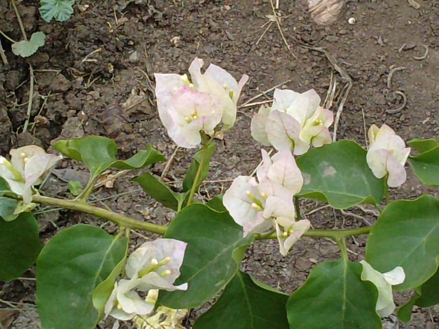 P221012_11.590002 - Bougainvillea