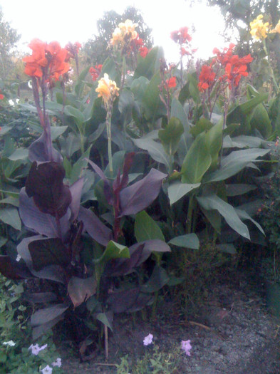 canna rosie - Toamna 2012