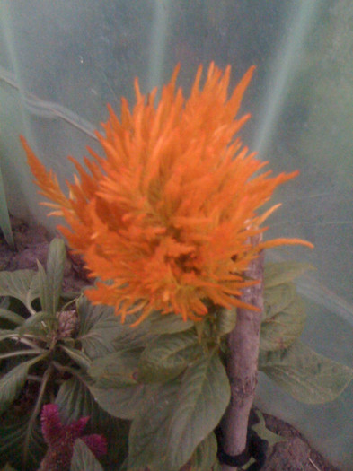 elyss 070; cresta cocosului galben
