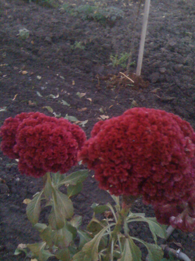 elyss 072; creasta cocosului grena
