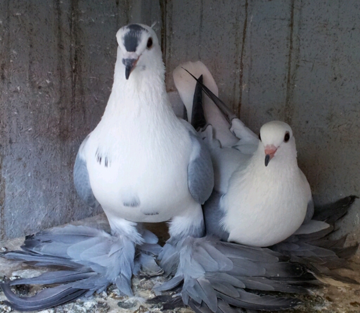 randunele de saxonia; randunele de saxonia
