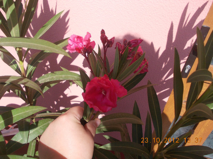 DSCN4510_037 - Florile mele