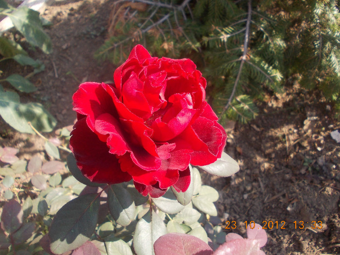 DSCN4492_019 - Florile mele