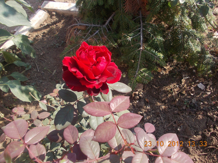 DSCN4493_020 - Florile mele