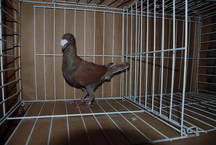 M 2011 Vandut - DE VANZARE