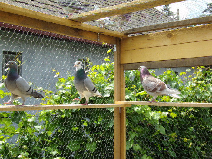 DSC00419